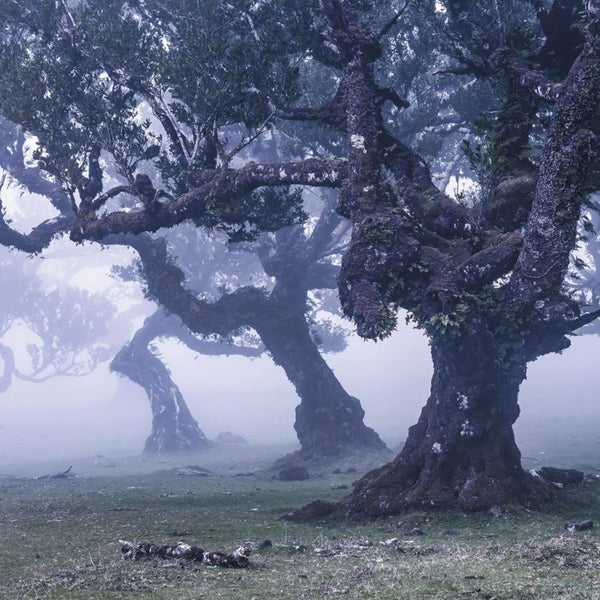 Nebellandschaft mit Bäumen im Wald