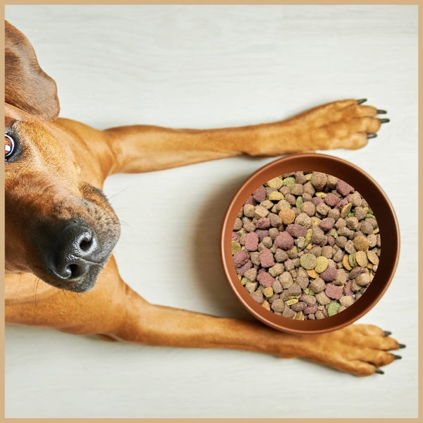 Brauner Hund liegt neben einem mit Trockenfutter gefüllten Futternapf.