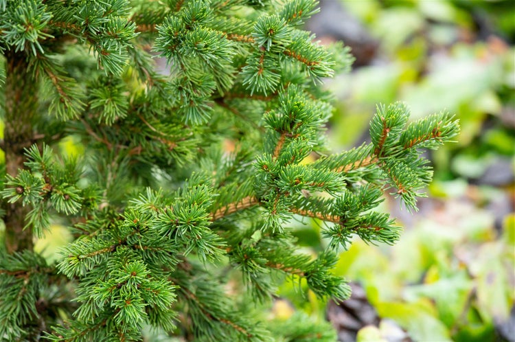 Picea pungens 'Lucky Strike', Blau-Fichte, 40–50 cm