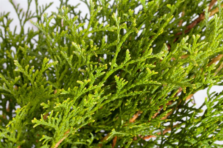 Thuja occidentalis 'Smaragd', Lebensbaum, immergrün, 100–120 cm