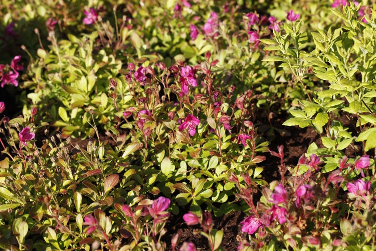 Rhododendron camtschaticum, Zwerg-Rhododendron, rosa, 20–25 cm