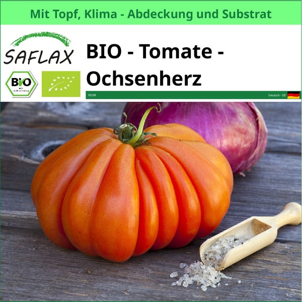 Saflax Bio Ochsenherz Tomate mit Topf, Klimaabdeckung und Substrat
