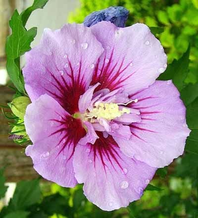 Nahaufnahme einer Hibiskusblüte mit lila Blütenblättern und roten Akzenten