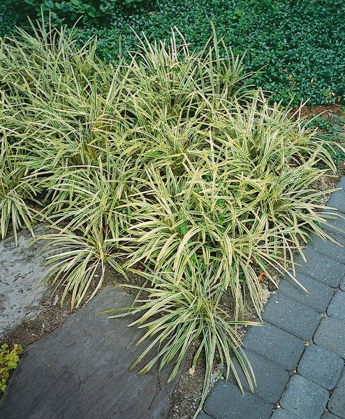 Carex morrowii 'Variegata', Japan-Segge, grün-weiß, 2-3 Liter Container