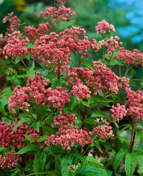 Eupatorium cannabinum, Wasserdost, rosa Blüten, ca. 9x9 cm Topf