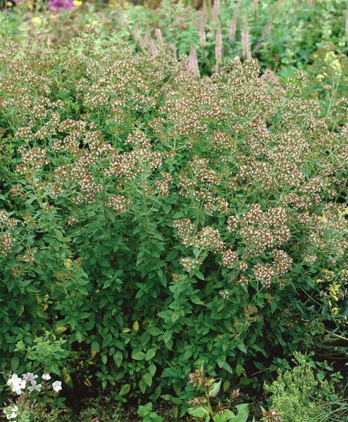 Origanum laevigatum 'Herrenhausen', Zier-Oregano, purpurrosa, ca. 9x9 cm Topf