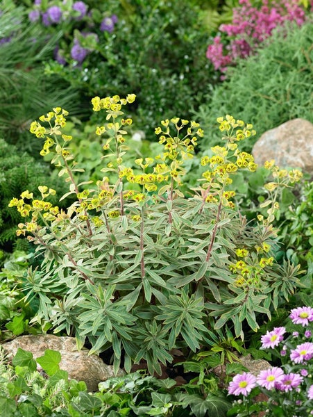 Euphorbia x martinii, Wolfsmilch, grün-rot, ca. 11x11 cm Topf
