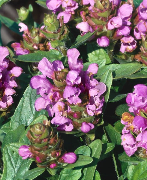 Prunella vulgaris, Braunelle, ca. 9x9 cm Topf, pflegeleicht