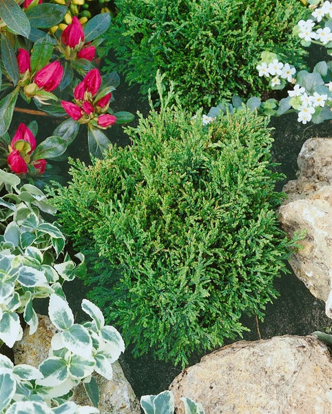 Chamaecyparis obtusa 'Lycopodioides', Muschelzypresse, 20–25 cm