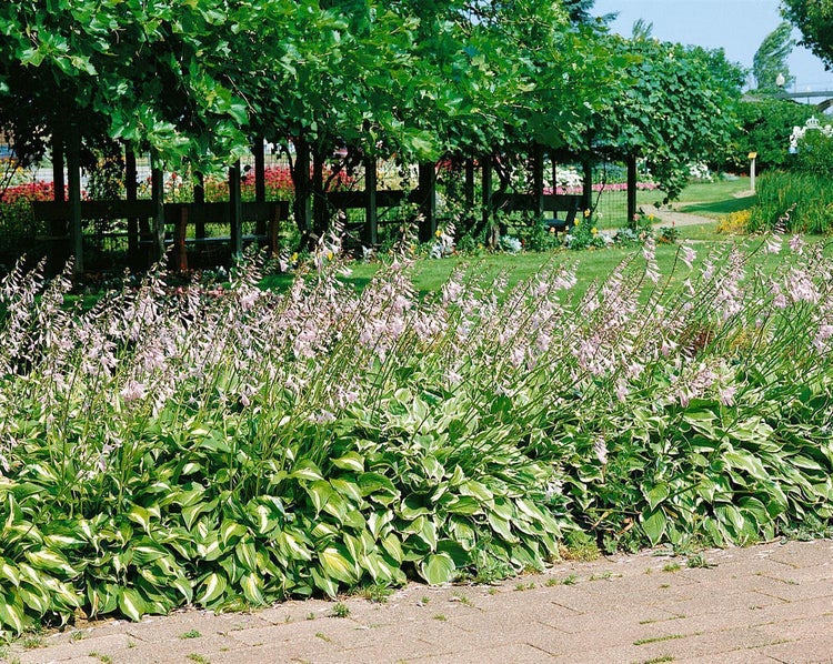 Blühende Funkien mit grün-weißen Blättern und hellvioletten Blüten in einem gepflegten Garten vor einer begrünten Pergola.