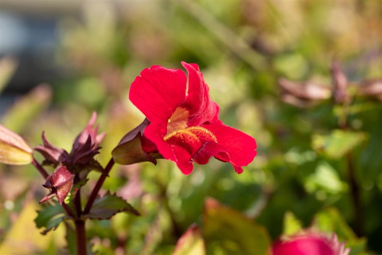 Mimulus cupreus 'Roter Kaiser', Gauklerblume, rot, ca. 9x9 cm Topf