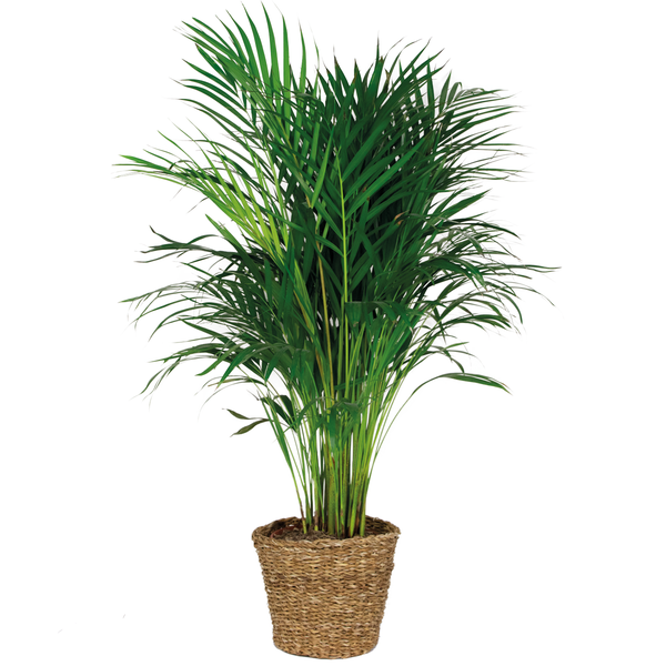 Dypsis Lutescens Inkl. Korb aus Seegras - Goldpalme - Pflegeleicht - ⌀21 cm - ↕100-110 cm