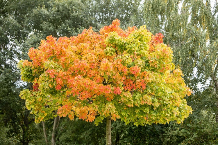 Ein kugelförmiger Ahornbaum mit herbstlich gefärbten Blättern in einem Garten.