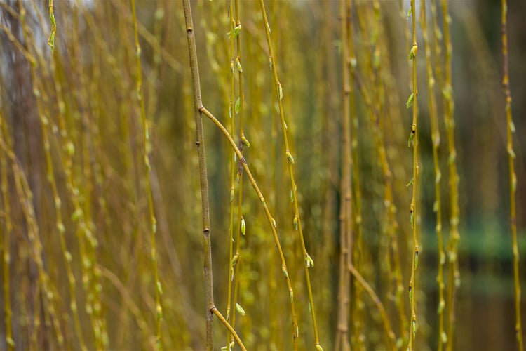 Detailaufnahme von herabhängenden Zweigen mit Knospen