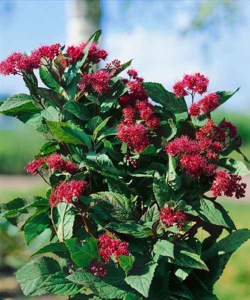 Spiraea japonica 'Froebelii', Rote Sommerspiere, 30–40 cm