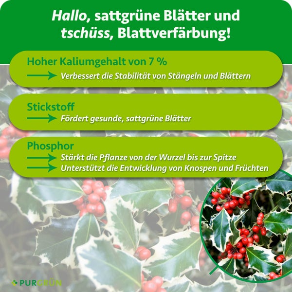Infografik mit Wirkungsweise von Pflanzendünger mit Kalium, Stickstoff und Phosphor für Stechpalmen