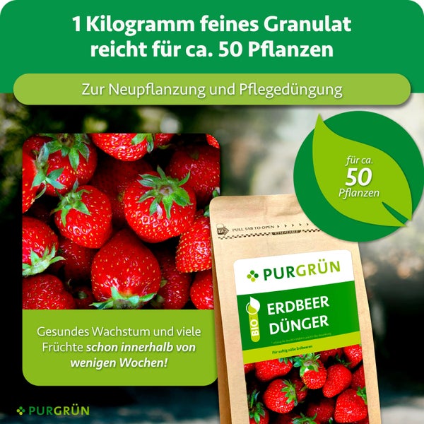 Eine Packung Purgrün Erdbeerdünger als Granulat für Neupflanzung und Pflegedüngung von circa 50 Pflanzen mit Abbildung von frischen Erdbeeren.
