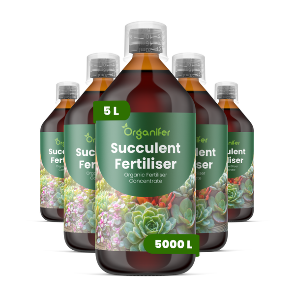 Organifer Bio-Sukkulentendünger Konzentrat, 4 Liter für circa 4000 Liter Gießwasser, Set aus vier Flaschen mit Messkappe.
