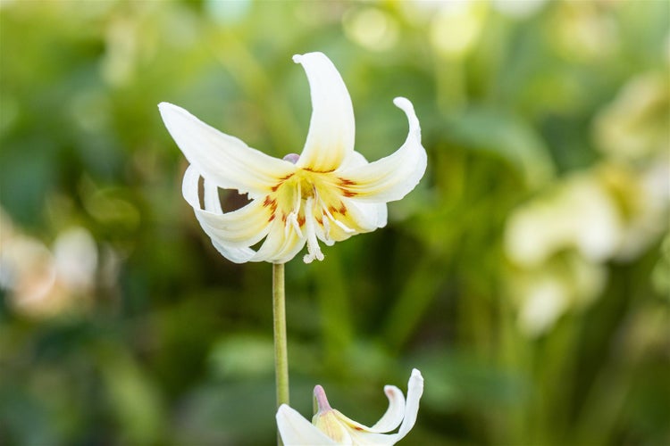 Erythronium tuolumnense 'White Beauty', Hundszahn, weiß, ca. 9x9 cm Topf