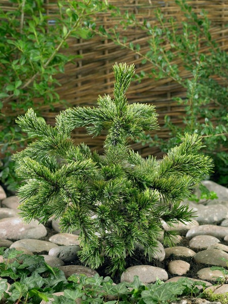 Pinus aristata, Grannen-Kiefer, 50–60 cm, robust und langlebig