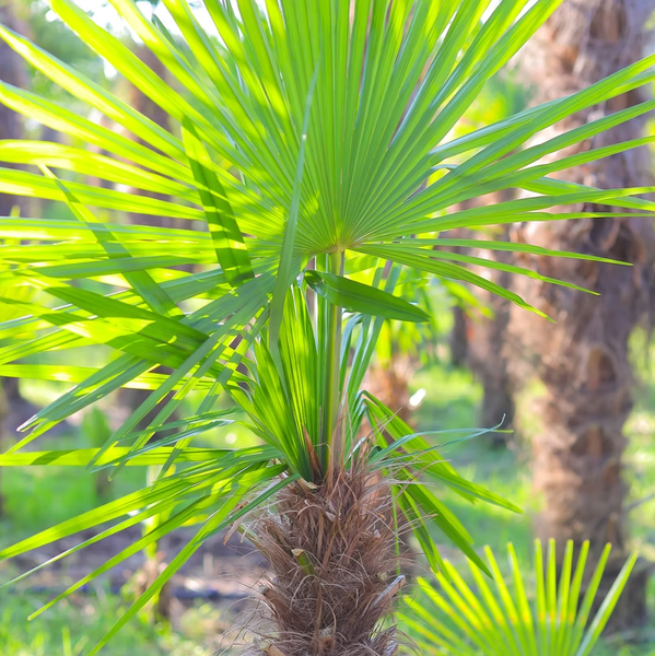 Trachycarpus fortunei 150 - 180 cm Palme Hanfpalme, winterhart bis -19°C