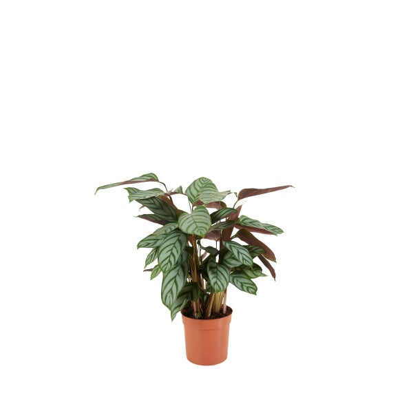 Bloomique - Calathea Compactstar - Korbmarante - Zimmerpflanzen - Pflegeleicht - Luftreinigend - Höhe 30-40 cm - Topf 12 cm