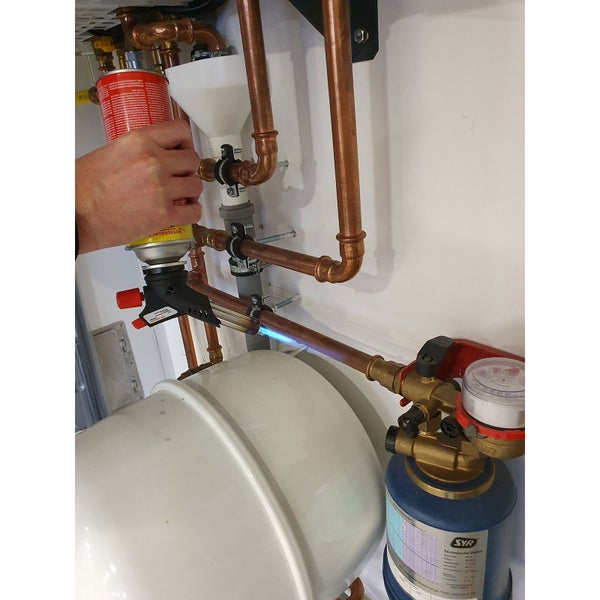 Nahaufnahme eines Ginsterstrauchs mit kleinen, weißen Blüten