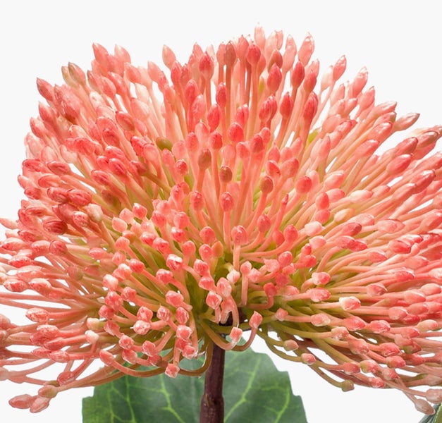 Künstliche Nadelkissen-Protea in Pfirsichfarben mit grünem Blatt.