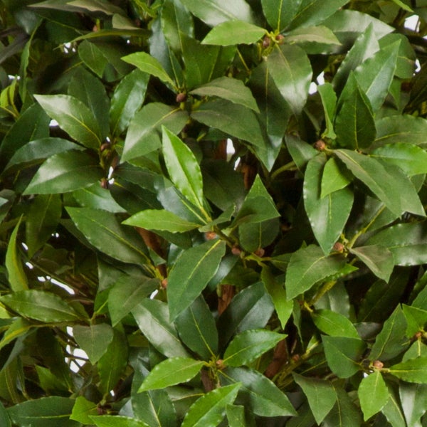 Pflanzenstamm mit strukturierter Rinde in einem schwarzen Kunststofftopf.