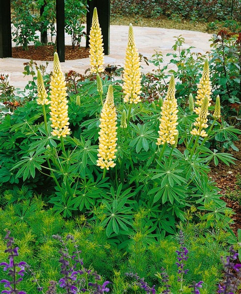 Lupinus polyphyllus 'Kronleuchter', Lupine, gelb-rot, ca. 11x11 cm Topf
