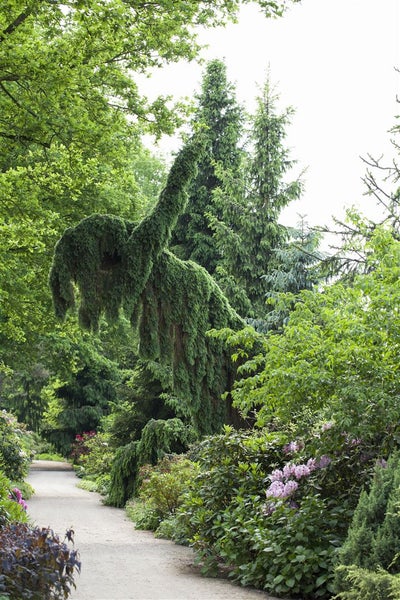 Picea omorika, Serbische Fichte, 100–125 cm