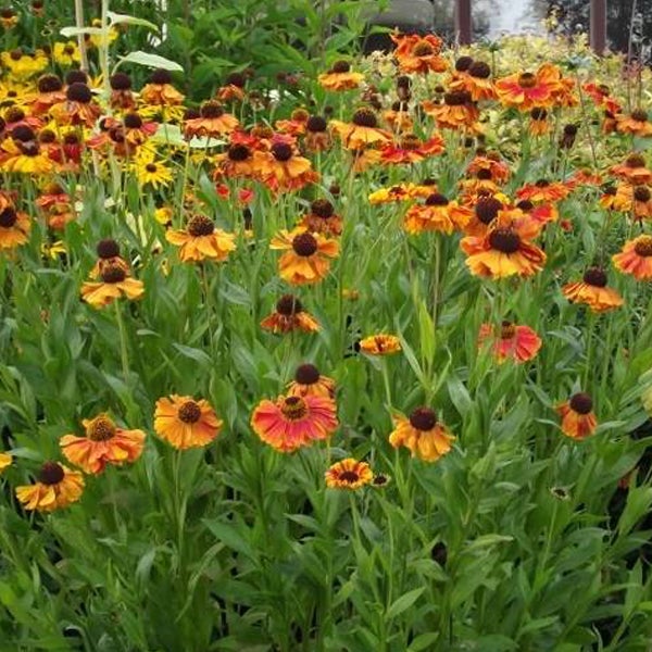 Blühende Helenium-Pflanzen im Gartenbeet
