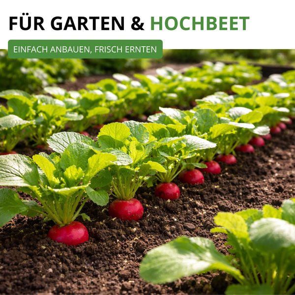 Radieschen in einer Reihe im Garten oder Hochbeet mit dem Text Für Garten und Hochbeet, Einfach anbauen, frisch ernten.