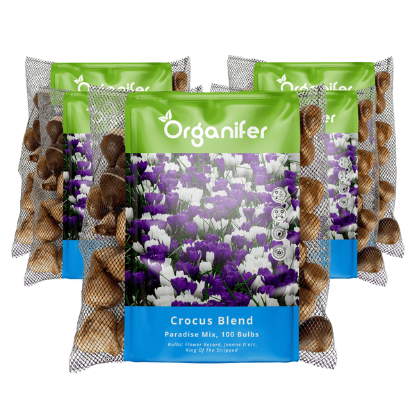 Organifer Krokus-Mischung Paradise Mix, 100 Blumenzwiebeln in Verpackung