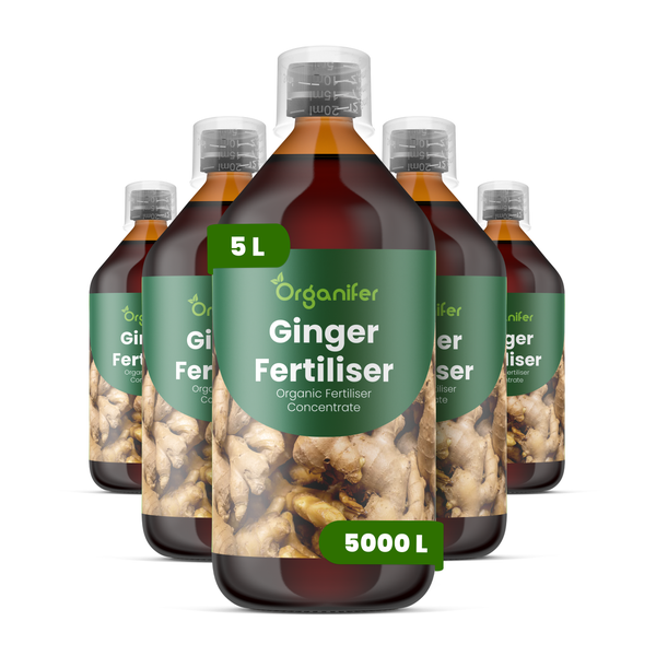 Fünf Flaschen Organifer Ingwer-Dünger, organisches Düngerkonzentrat, je 5 Liter, ausreichend für 5000 Liter.