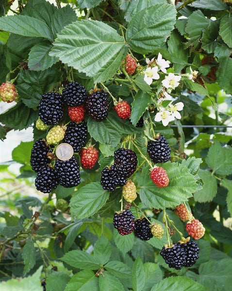 Rubus fruticosus 'Navaho' -R-, Brombeere, dornenlos, 30–40 cm