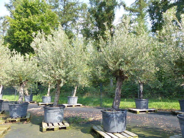 Olivenbaum 240 cm  Stammumfang 50 - 70 cm winterharte Olive, Olea europaea