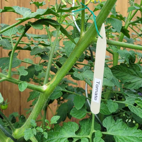 Tomatenpflanze mit Pflanzenetikett