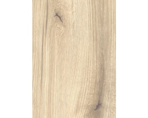 Nahaufnahme von Arznei-Hafenampfer im Garten