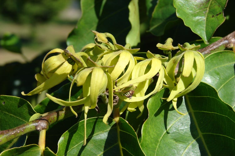 SAFLAX  - Parfumbaum / Ylang Ylang - Cananga odorata - 10 Samen - Mit keimfreiem Anzuchtsubstrat