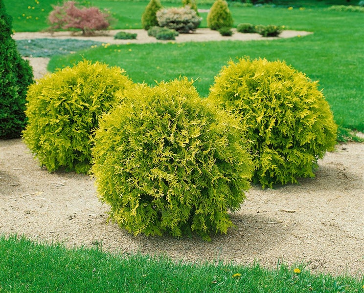 Thuja occidentalis 'Anniek', Lebensbaum, 20–25 cm, kompakt