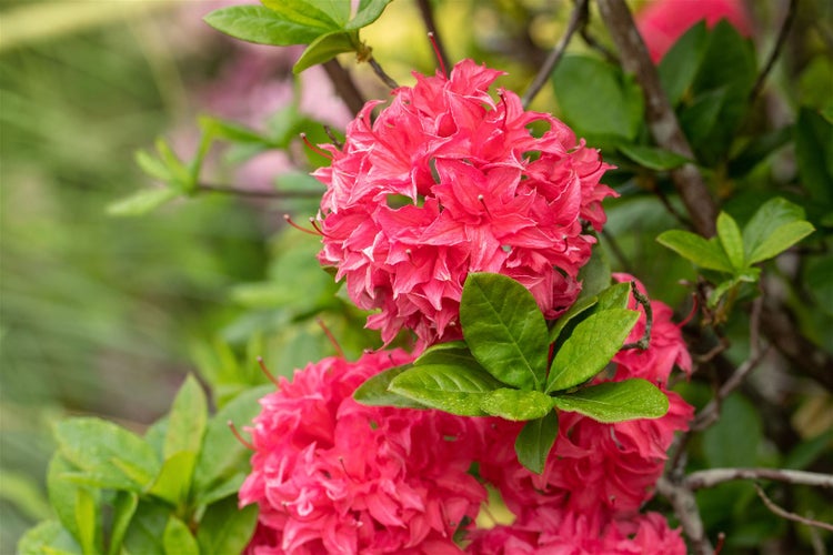 Rhododendron luteum 'Homebush', rosa Blüten, 50–60 cm