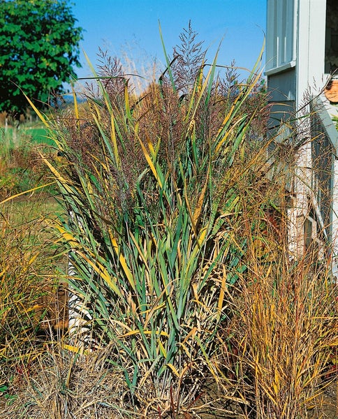 Panicum virgatum 'Dallas Blues', Rutenhirse, blaugrün, 3-5 Liter Container
