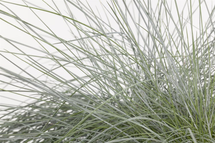 Festuca gigantea, Riesen-Schwingel, ca. 9x9 cm Topf