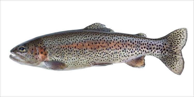 ESTAhome Wandtattoo Fisch Grau und Lachsrosa - 97 x 48.5 cm - 159041