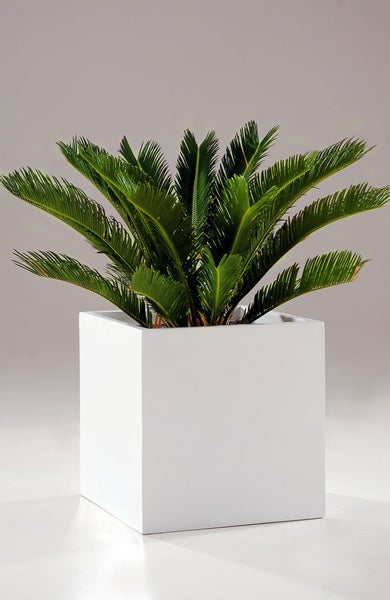 Japanische Sagopalme Cycas revoluta in einem weißen quadratischen Pflanzgefäß.