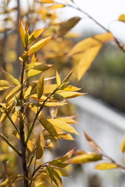 Amelanchier arborea 'Robin Hill', Felsenbirne, rosa Blüten, 80–100 cm