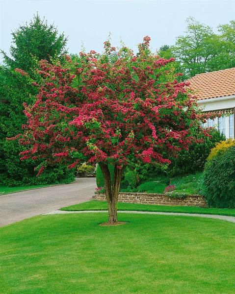 Crataegus laevigata 'Paul's Scarlet', Rotdorn, dunkelrosa, 125–150 cm