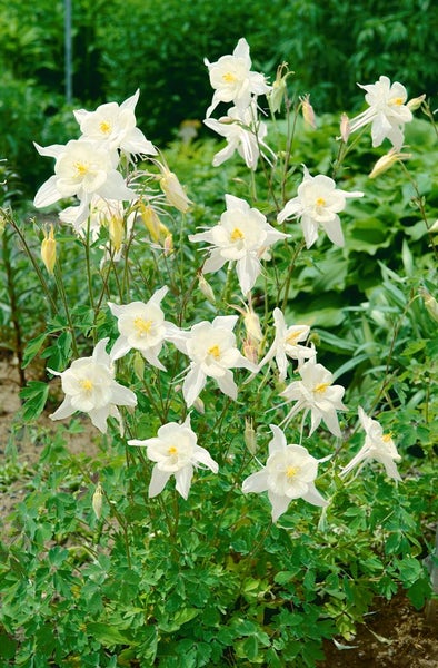 Aquilegia caerulea 'Kristall', Akelei, weiß-blau, ca. 9x9 cm Topf