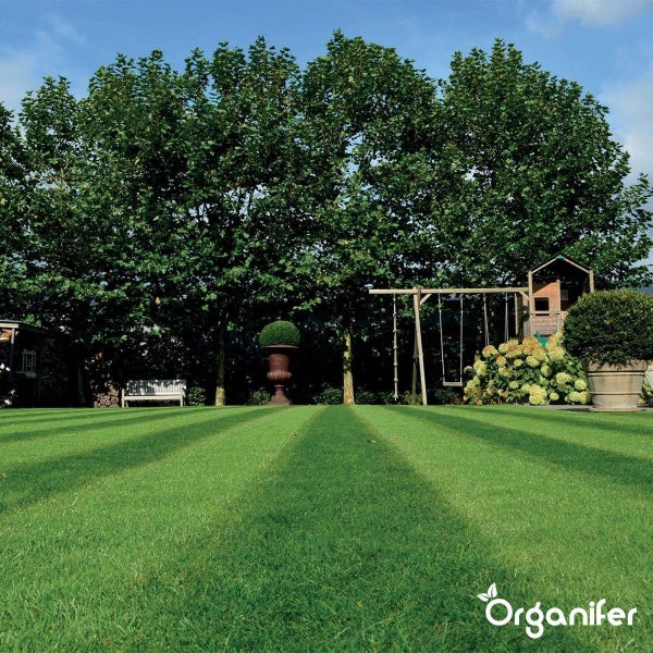 Garten mit Rasenfläche, Bäumen, Schaukel und Spielhaus